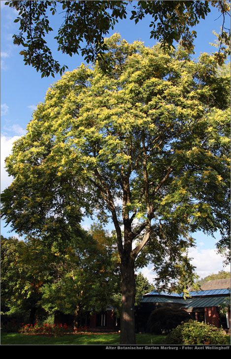 Götterbaum